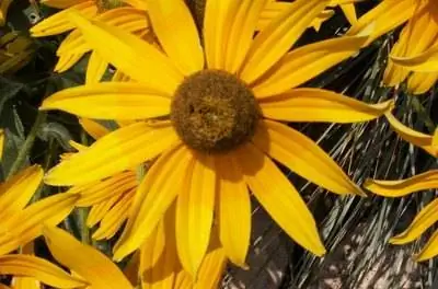 Лучшие цветы для посадки во Флориде Панхандл