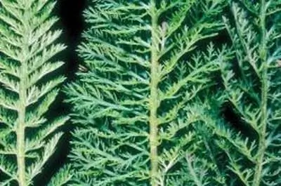 Информация о семенах тысячелистника