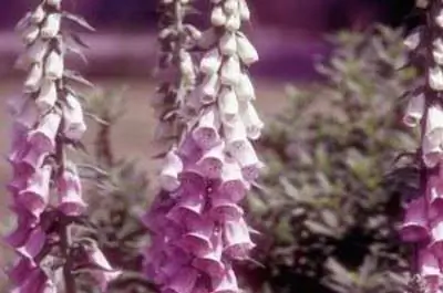 Как избавиться от наперстянки