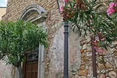 Фиолетовые цветущие деревья в Техасе