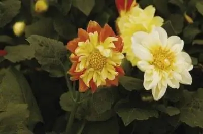 Как пересадить георгины