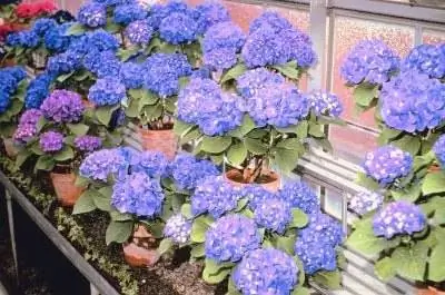 Когда переходить на контейнер большего размера для гортензий?