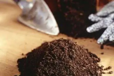 Как пересадить потос