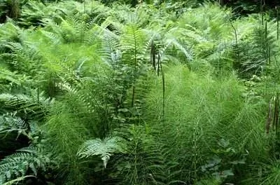 Как вырастить спаржевый папоротник из веточки или ягоды