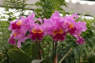 Распространенные цветы в Сингапуре