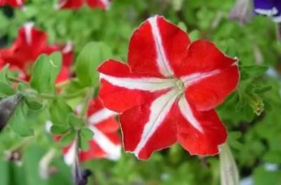 Как обрезать петунии