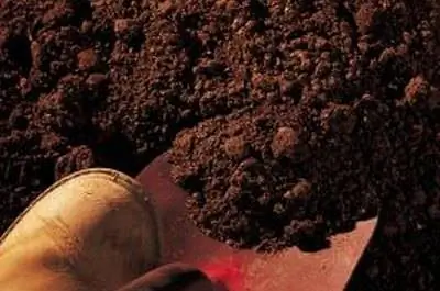 Как размножить черную акацию черенками