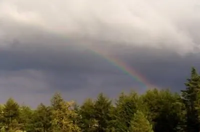 Факты о хвойных деревьях