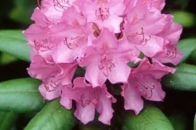 Как убить рододендроны