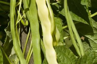 Жуки, поедающие бобовые растения