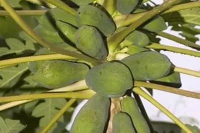 Как ухаживать за растениями папайи