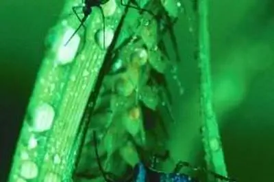 Натуральное средство от комаров: чеснок