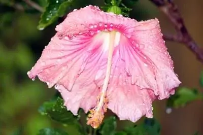 Роза Шарона Болезнь