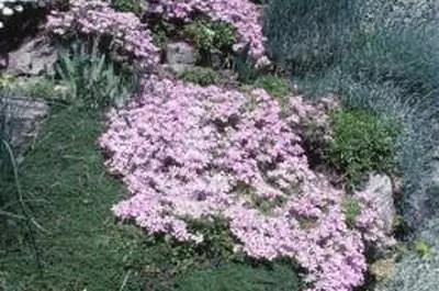 Как посадить флокс стелющийся для почвопокровного растения