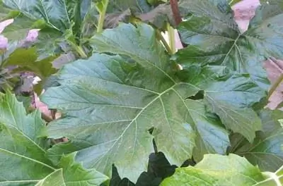 Информация о растении ядовитых слоновьих ушей