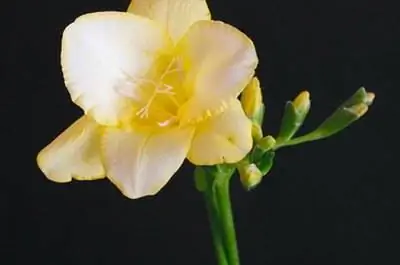 Как не дать фрезии упасть