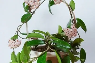 Как вырастить растения хойя