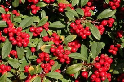 Как вырастить высокорослую клюкву