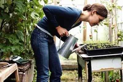 Могут ли погодные условия повлиять на прорастание семян?