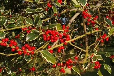 Как распознать падуб