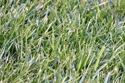 Как уничтожить садовую бермудскую траву без химикатов