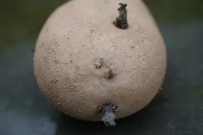 Как посадить красный картофель в Техасе