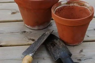 Как получить черенки каучукового дерева