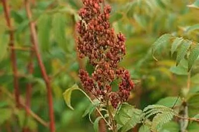 Как вырастить сумах из семян