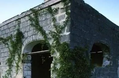 Как размножить почвопокровный инжир стелющийся