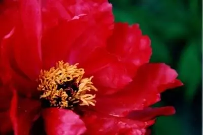 Как разделить папоротниковый пион