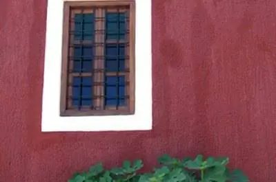 The Best Plants & Деревья на фоне горячей оштукатуренной стены