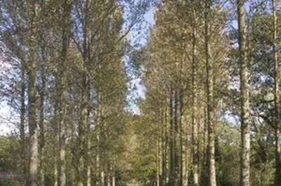 Деревья, которые быстро растут в штате Вашингтон