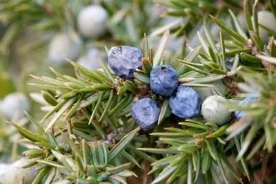 Можжевельник в Канзасе