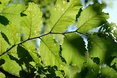 Быстрорастущие деревья в Айдахо