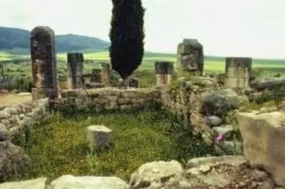 Заменитель итальянского кипариса