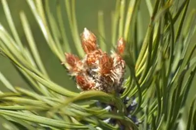 Как вырастить сосны из черенков