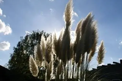 Как размножать пампасную траву