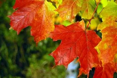 Обыкновенные клены Индианы