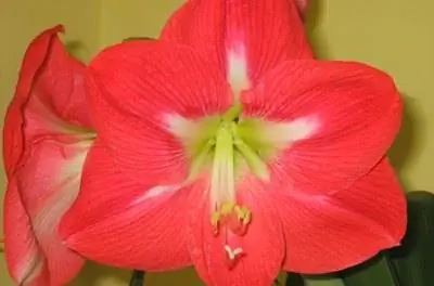 Какие луковичные цветы растут во Флориде?