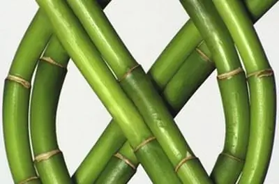 Как отрезать нижнюю часть бамбукового растения