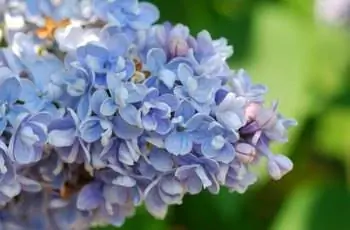 Изображение Изображение