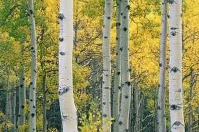 Лучший способ подготовить осины к весне & Лето