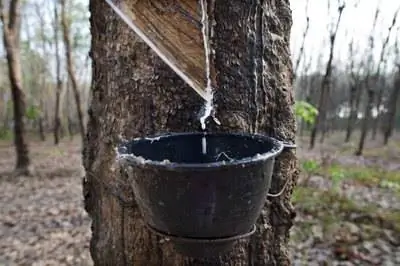 Болезни фикуса эластичного