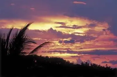 Как быстро вырастет пальма Величества на улице?