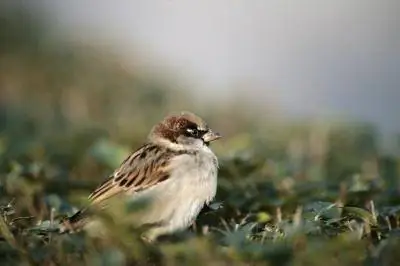 На каком расстоянии друг от друга можно сажать восковой мирт?
