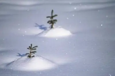 Нужно ли выносить маленькие сосны в дом зимой?