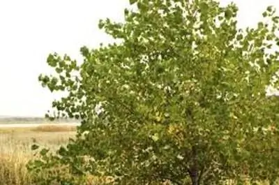 Как определить, умирает ли ваше дерево катальпа?