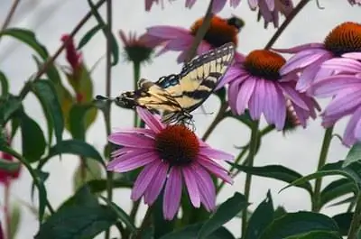 Лучший способ вырастить филодендрон с разделенными листьями в помещении