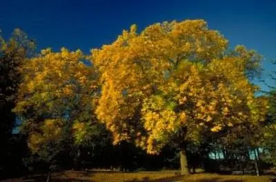 Как диагностировать скрученные коричневые края листьев на дубах