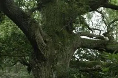 Какой инсектицид убивает дубовых бурильщиков?